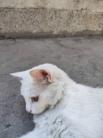 Persian cat for sale