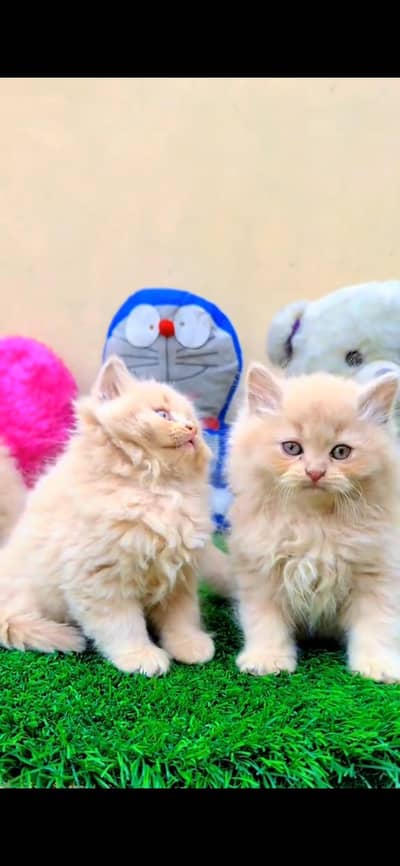 CUTE PERSIAN KITTENS  Persian Kitten for sale Whatsapp 0325 9746891