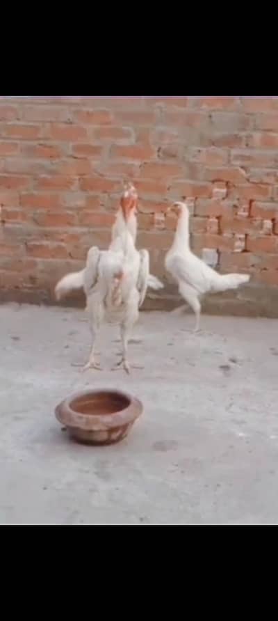 Shamo OShamo  GermanShamo kingshamo Aseel Fancybirds japaneseShamo