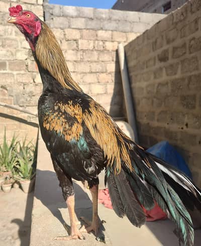 aseel murga & Heera madi. &  3 sontol aseel chicks & 2 farmi chicks