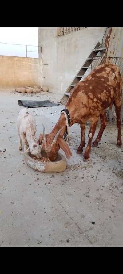 Tapri bakri ajrak print me