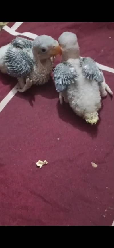 Pahari / Raw / Kashmiri  Parrot Baby