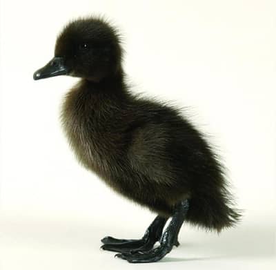 crusted Cayuga ducklings