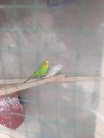 budgies + cage