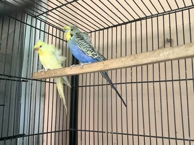 Hagoromo adult pair for sale