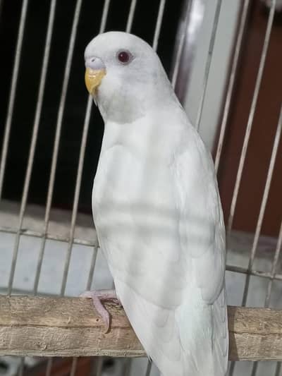 Cocktail Or Budgies parrots For Sale Contact Number 03098285378