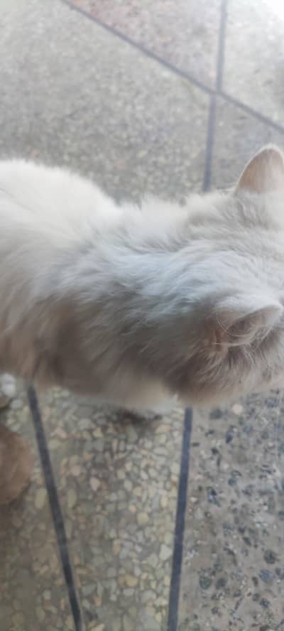 full energy and active pursion cat