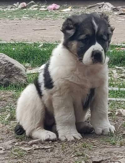 king Alabai | alabai | alabai dog | alabai puppy | alabai puppies