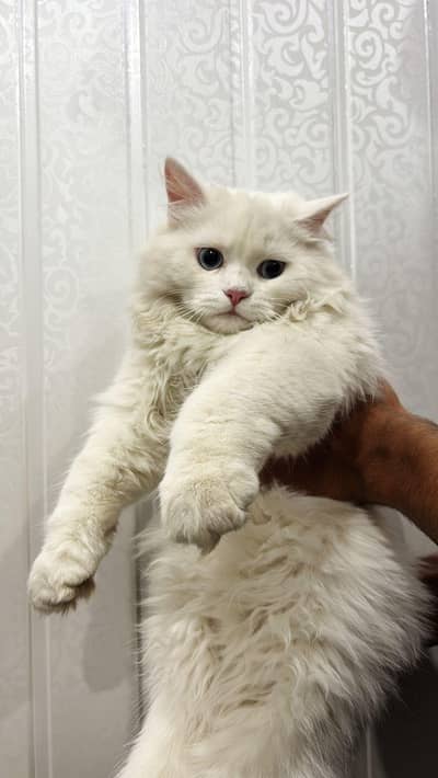 Persian white male cat