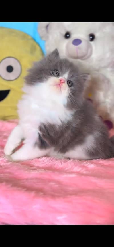 CUTE PERSIAN KITTENS  Persian Kitten for sale Whatsapp 0325 9746891
