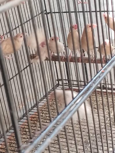 java chicks available And folding Colony  cage