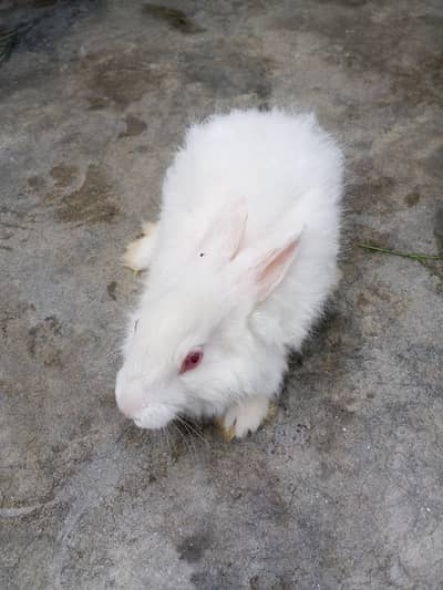 white angora