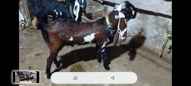 jnwar apky samny hai jo hai psnad hoto rabta krta . . . .