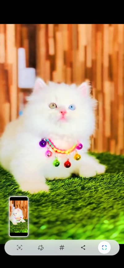 CUTE PERSIAN KITTENS  Persian Kitten for sale Whatsapp 0325 9746891