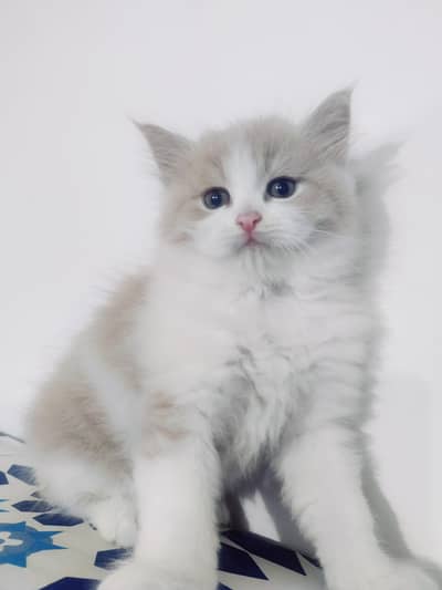 Persian Kittens for Sale