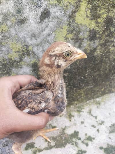 aseel amroha chicks pair +923180979613