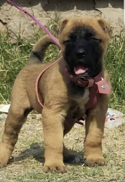 Turkish kangal | Turkish kangal puppies pair | kangal dog | Kangal