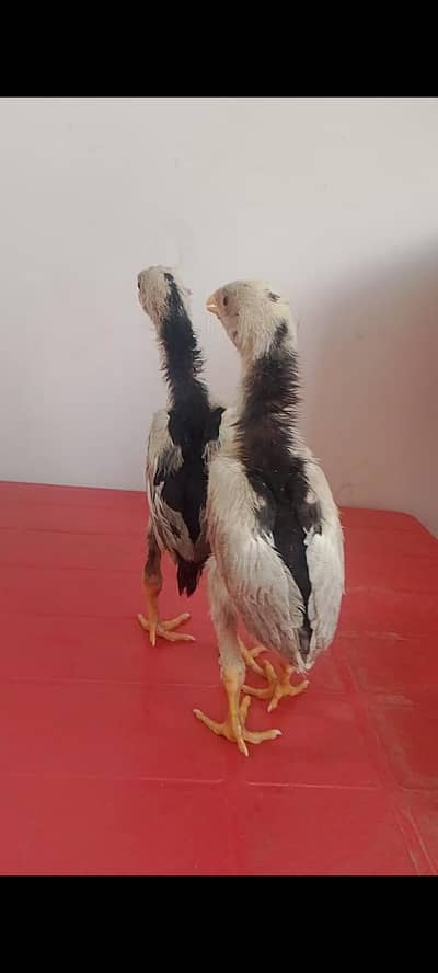 White Shamo × Heera Female Cross Chicks