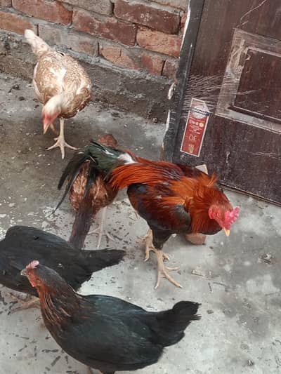 zabardast Hen. 03009438396