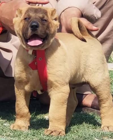 Turkish kangal | Turkish kangal puppies pair | kangal dog | Kangal