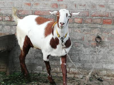 kanj Male Tedy Bakra Fresh 2 dant