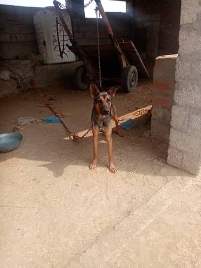 Alsation. bhagayri dog. security dog guard dog