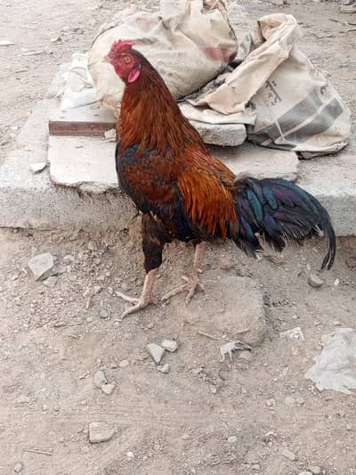 Aseel Murgha For Selll