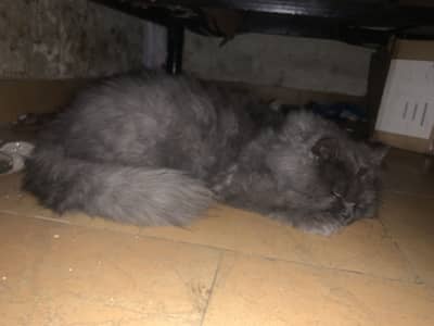 persian pair available for sell