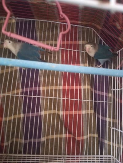 love birds  for sale