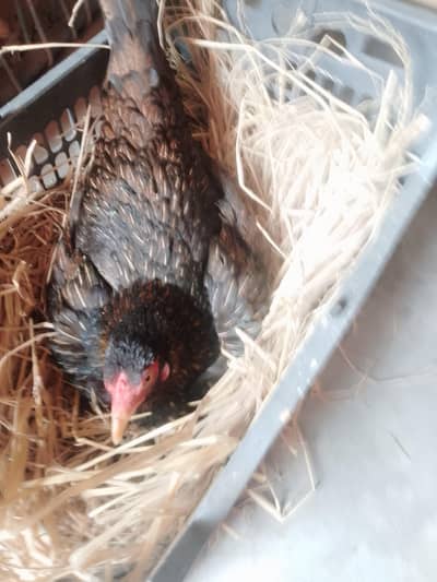 kurak female mianwali nisal