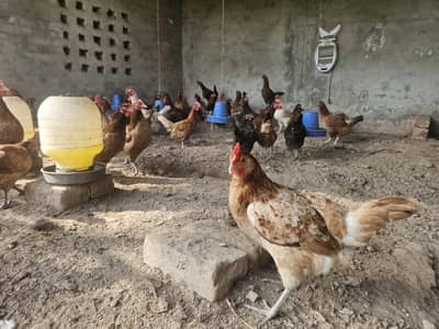 hens golden misri desi