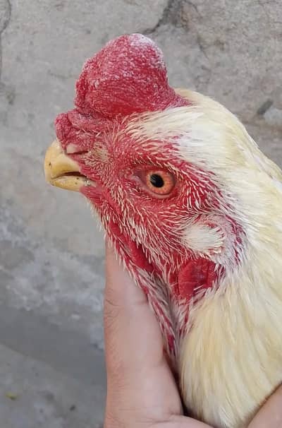 pure aseel heera /indian parrot beak male/ golden buff/ aseel murga