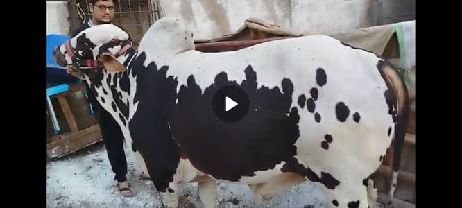 4 janwar qurbani 2026