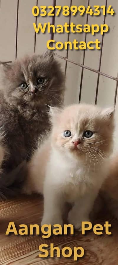 Cute Healthy Vaccinated Cats Available – Home Raised