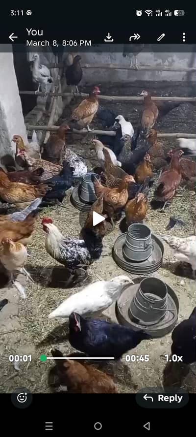 Golden Misri hens for sale