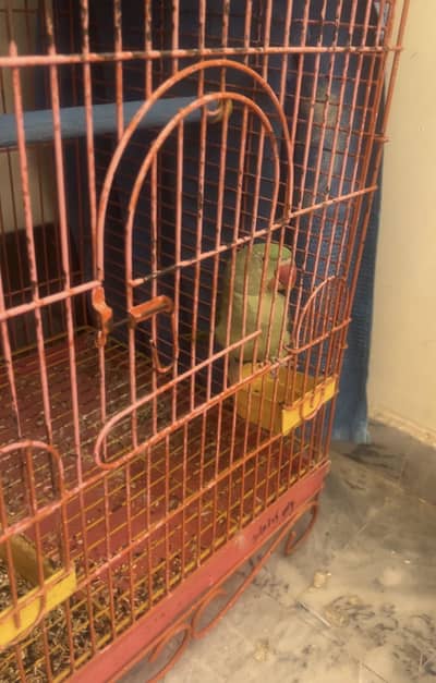 Three raw females breeding