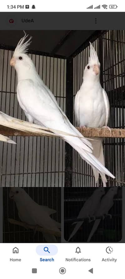 Cocktaile and love birds Available