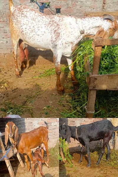 pure desi makhi cheeni. black gabban. brown with bakri path