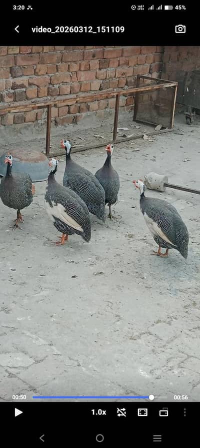 kachor healthy animals