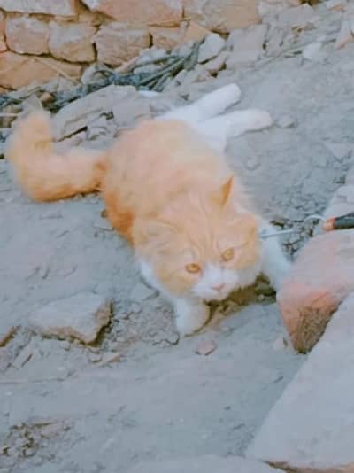 beautiful Persian cat urgent for sale