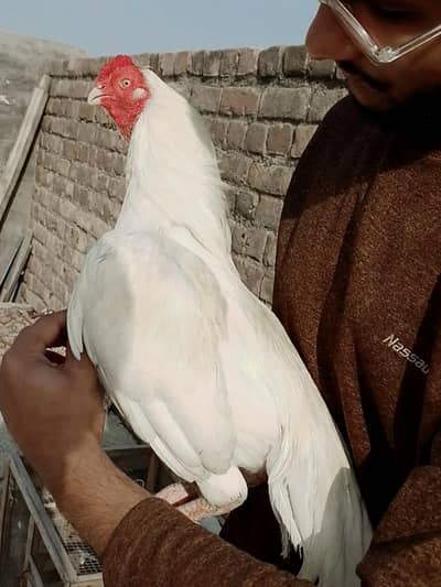 Quality White Heera Aseel Murgha Forsale.