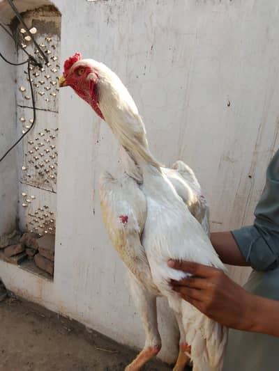 pure white shamoo aseel male