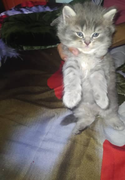 Persian kittens