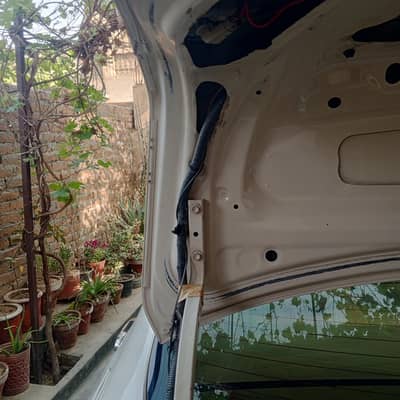 chat Bonet diggi genuine