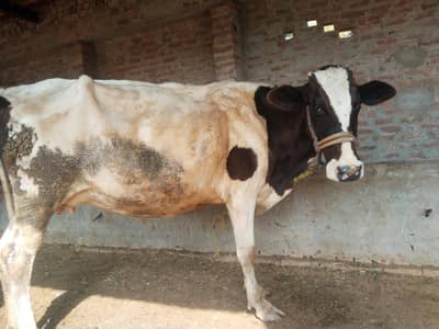 cow 5 month ki pragent ha confirm . is Time Dono time ka 7k dodh