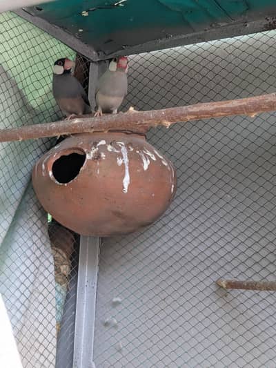 Jawa Finch pair with Box