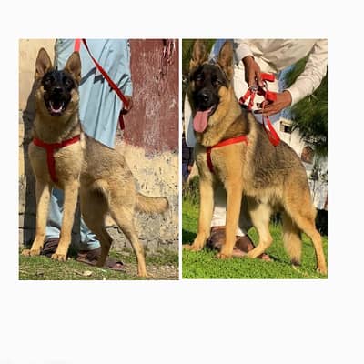 alsatian bhagyari pair | dog | security dog for sale