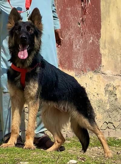 German Shepherd | Puppies | Dog | German Shepherd female| Double Coat