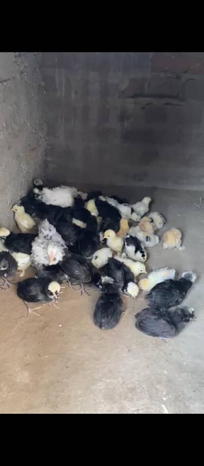 polish molted Mili golden bantam for sale