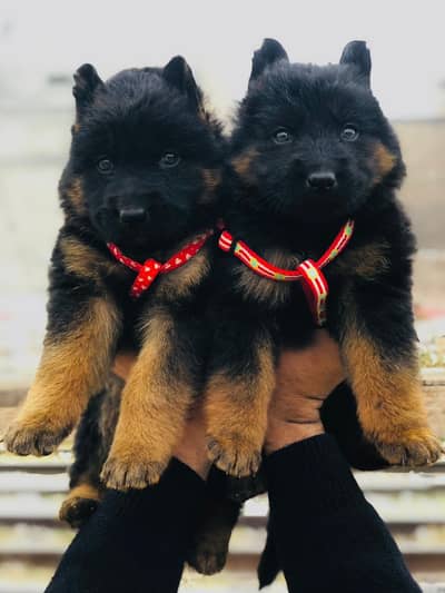 German shepherd Puppy | Long Coat Puppy | GSD Pupps For Sale